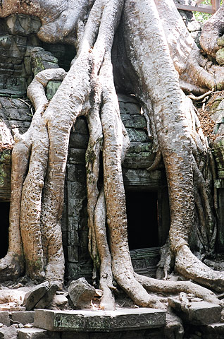 Gargantuan tree roots have engulfed - and damaged - the popular Ta Prohm temple. 