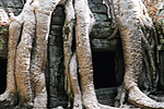 Gargantuan tree roots have engulfed - and damaged - the popular Ta Prohm temple. 