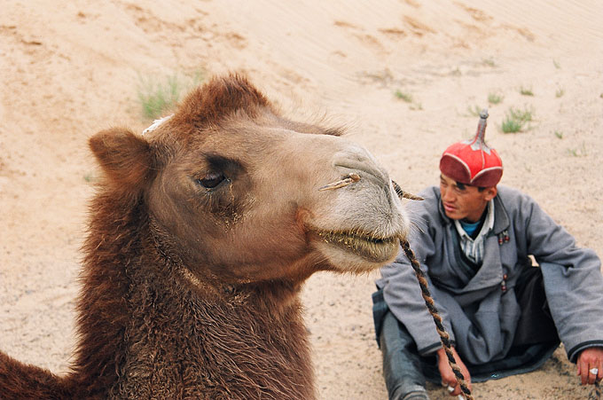 Camels are an extremely common method of transport in the Gobi, and are often used to transport cargo between regions.