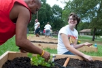 Elon student Lauren Clapp plants a community garden with community volunteers at the Mayo Bigelow Center at North Park in Burlington. Lauren created the garden as part of her research on food justice.