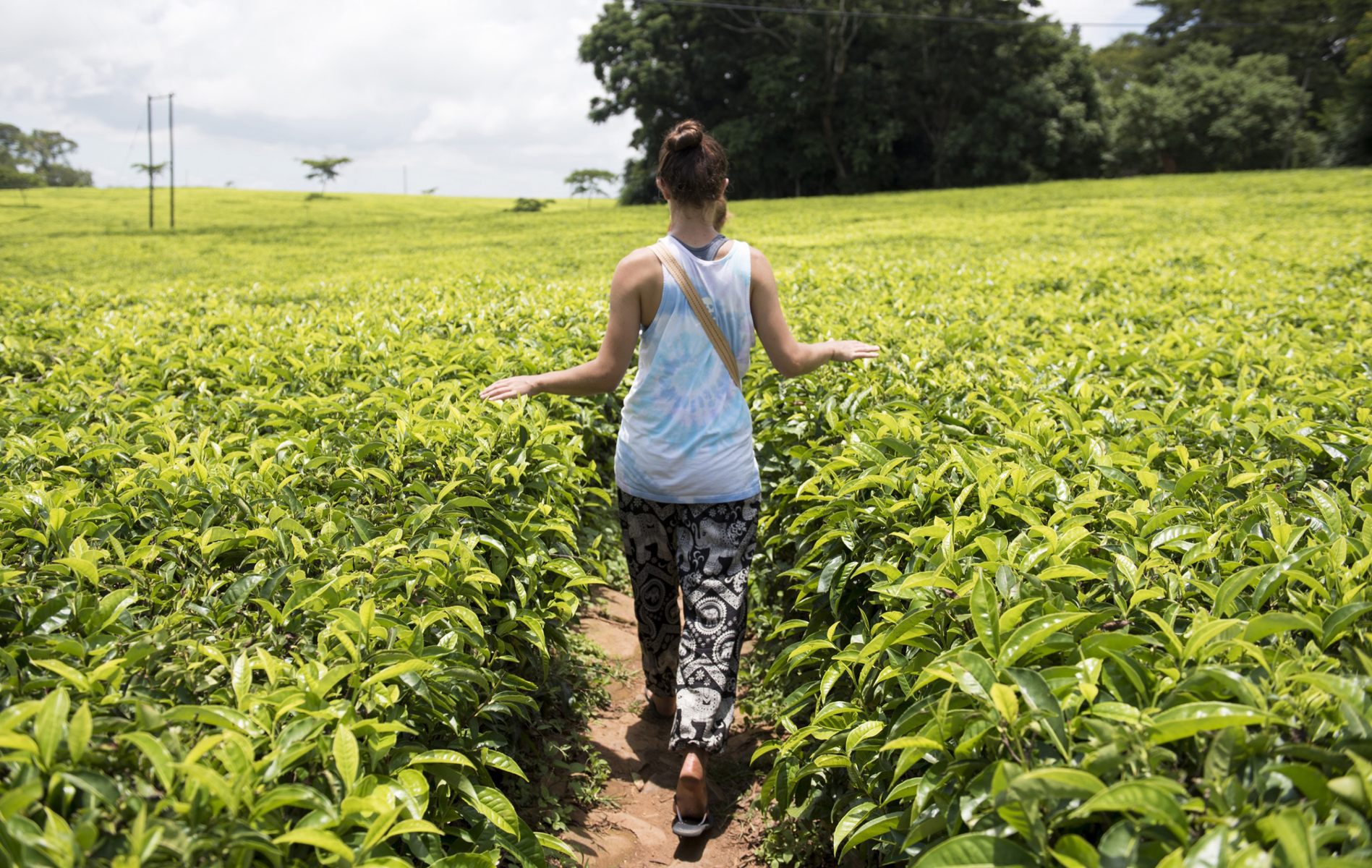 During a final outing before leaving Malawi, the group visits the Satemwa Tea Plantation in Thyolo. Tea is an important crop in Malawi, second to tobacco. 