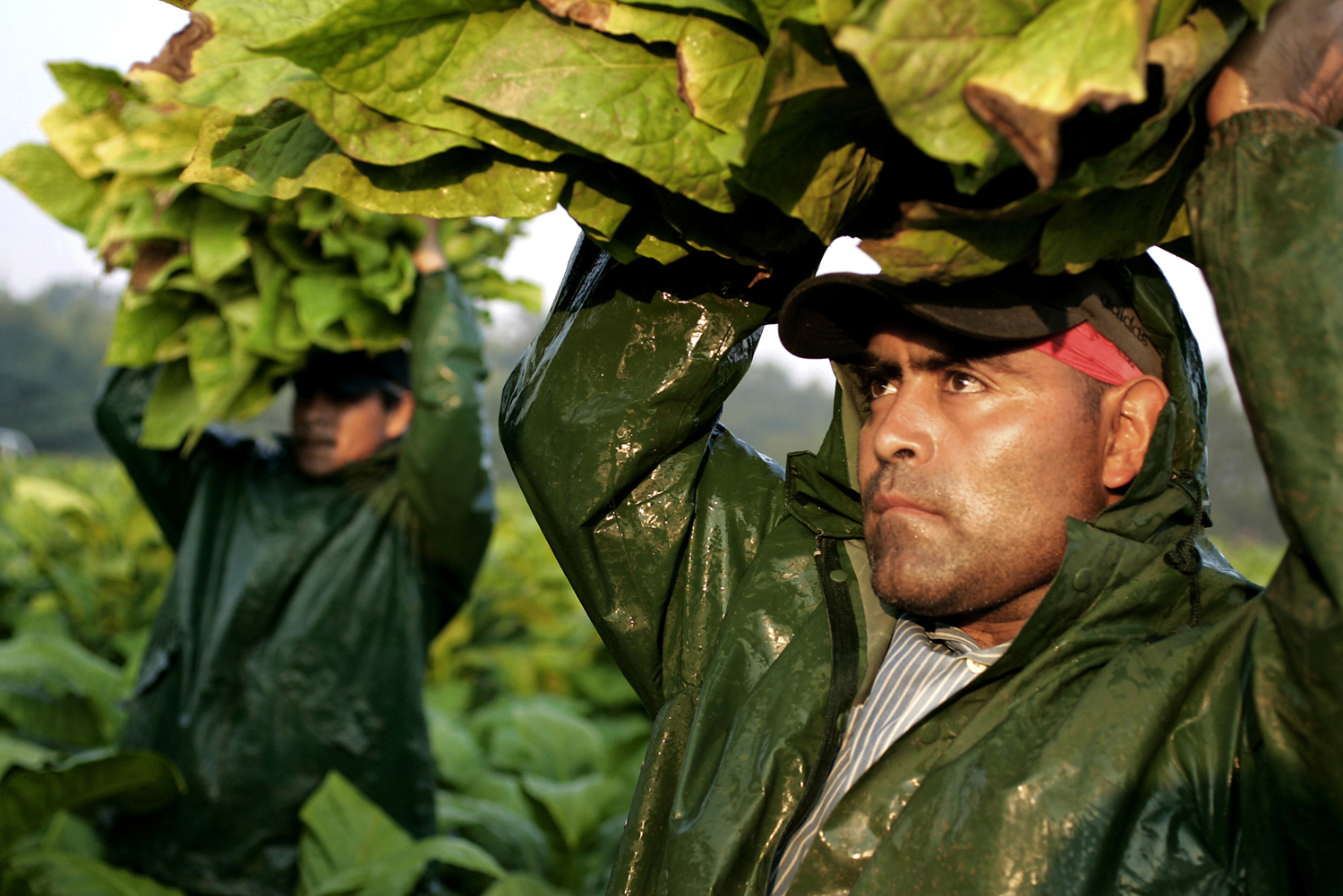 Mario Gervacio (right) and Juan Hernandez Gonzalez each carry an armful of freshly picked tobacco leaves over their heads, high enough to pile them in the trailer following them through the fields as they pick during sunrise.