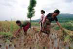 Sisters of girls who are working in India tend to the rice paddies in southern Nepal. The girls live a meager existence and repeatedly emphasize that they want their sisters home because the workload is so difficult. Most of the families do not own their land and must give almost all of their crop to the landowner. It is under this dire circumstance that the parents unintentionally give away their children.