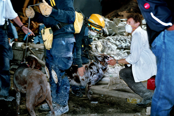 A doctor checks a weary search dog on the night of September 12th.