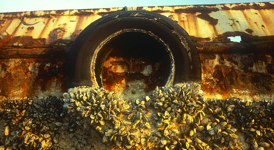 Shells plastered over the decaying hull of a more modern ship Nikon F5, 180mm, Fuji Velvia 100