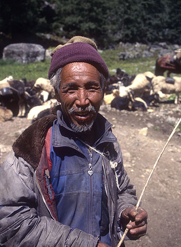 The trails in Humla are often so steep, and the hillsides traversed so precipitous, that even sure footed mules are unable to negotiate them. Thus, in Humla you may still witness the bizarre sight of caravans of laden sheep and goats winding their way through the hills. Each carries a small set of panniers, and their load is called a lukal.Canon EOS500, 28mm, Fuji Velvia