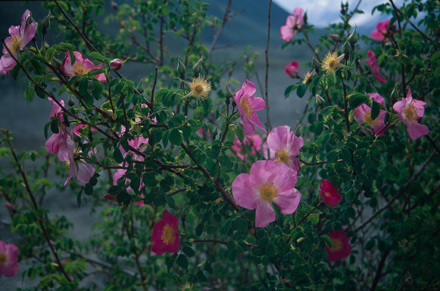 Blooms at DachiganNikon FM2, 50mm