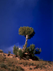 An ancient and solitary juniper at KarumbarBronica ETRSi, Fuji Velvia