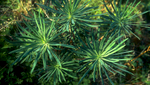 Foliage in the forestNikon F5, 17-35mm, Fuji Velvia 100