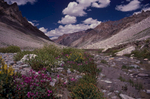 Flowers in the valley below the passCanon A1, 28mm, Kodachrome