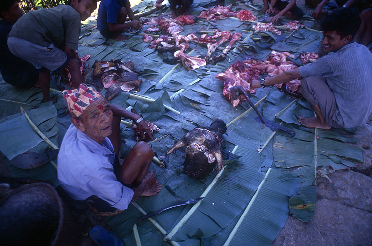 Villagers at Argau, near Pokhara, divide up the meat after the ritual slaughter of a buffalo.Nikon FM2, 24mm, Fuji Velvia