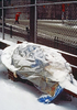 February 1988 - Homeless man covered by snow sleeps on a bench in New York City.