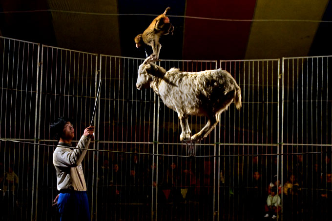 Goats On Tightropes