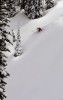   Janelle Miller pickes a sweet line through the trees into the untracked powder at Island Lake Lodge, Fernie, BC.