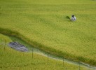 A rice farmer checks his crops. All through Japan the sight of rice farming remained constant. 