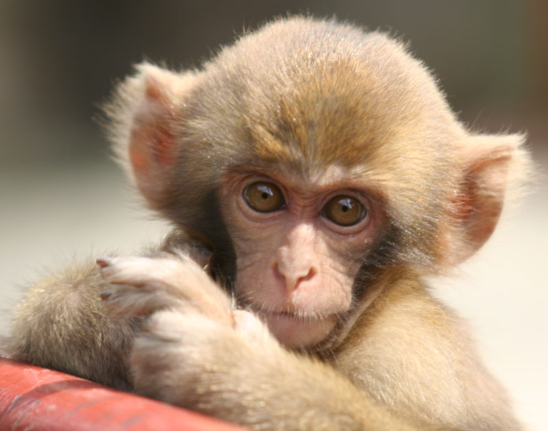 A baby Japanese Macaque peers over a railing at Jigokudani Yaenkoe.