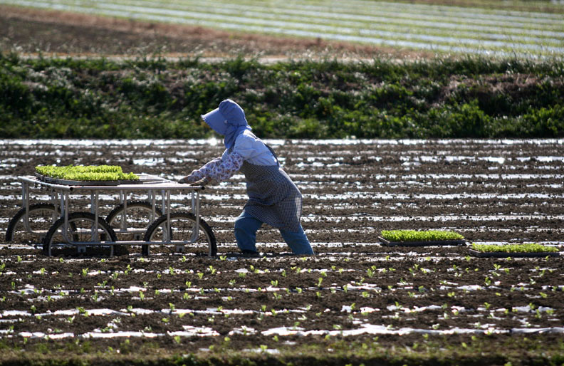 Trays of seedlings are placed in rows in preparation for planting in Kyushu.