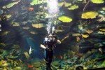 A diver releases a breath of air during the Diver Talking Show at the Busan Aquarium on Haeundae Beach, in Busan, South Korea.
