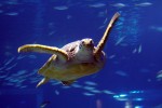 A giant Sea Turtle swims through the main tank at the Busan Aquarium on Haeundae Beach, in Busan, South Korea.