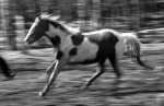 A horse gallops through an open field.