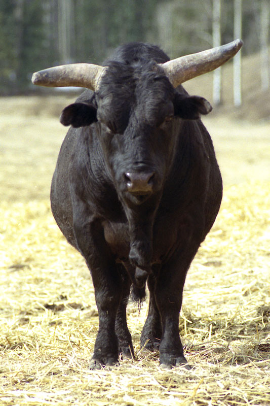 A big mean bull stare down.
