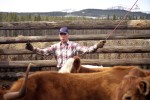 Jimmy Richards rounds up the cows for the spring branding at the Devil's Head Ranch, west of Cochrane.