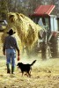 A rancher with his trusty dog, checks on the progress of the spreading of the hay.