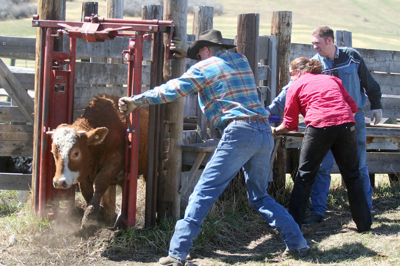 A calf gets through the chute in an attempt to de-horn her at the LJ Ranch west of Cochrane.