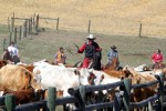 Cowboys and Cowgirls push the herd into the sorting ring.
