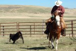  A cowboy pulls in a calf for branding.