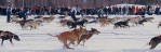 Dog teams dash out to start the 50th annual Canadian Championship Dog Derby in Yellowknife, NWT, Canada.