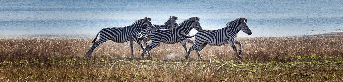 Zebras run next to the Chaminuka River.