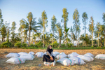 Ida sits on bags of recently harvested rice.  At 23 years old, she is the youngest female farmer in Terara, a small village on the island of Lombok. As far as she knows, she’s the youngest farmer in all four neighboring villages as well.Ida started working in the rice fields when she was 13 years old, in the seventh grade. She learned how to farm by watching her parents and her two older brothers, who’ve been farming since she was born. Ida’s dream was to become a pilot — to explore outside of her village. Instead, she’s followed in the footsteps of her family. She dropped out of school after the ninth grade, in 2012, as a result of mounting pressure from her parents – particularly her mother – who felt she should be helping them in the field instead of studying.Ida’s mom holds a very conservative, traditional Indonesian view. She never went to school, and believes there’s no need for girls to pursue higher education. In part, because it’s difficult to find jobs with or without education, but mostly because she believes they’re needed most at home – to take care of the family and tend to the fields. When Ida’s asked if she enjoys farming, she says she does because she has to, because there’s no other choice.As the treasurer of her farmer group, Ida is one of the most trusted members in her community, tasked with tracking and managing finances each month. It’s a position with great responsibility, which requires high attention to detail.Mercy Corps is helping Ida and her group produce greater yields in the face of an increasingly challenging climate by providing training on effective farming practices. We have also provided training in administration and financial reporting, so Ida and other leaders of her group are better positioned to help their group stay strong. Mercy Corps has also connected Ida to Mandiri Cash, which has allowed her to both save time and money — about 2 million rupiah of her own savings ($143 USD).