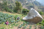 Sabitri Phuyal and her husband, Shyam Prasad Dahal, work in their vegetable fields, surrounded by boulders that rained down on their village during the earthquake of 2015. They depended on their vegetable farm for food and income until the 2015 earthquakes triggered a landslide that wiped out their fields and made it unsafe for them to live in their home. They lived in a temporary shelter with four other families for nine months, and couldn’t work, until Mercy Corps built a gabion wall that secured the hillside above the couple’s home. After the wall was built, Shyam and Sabitri finally felt safe enough to return and begin rebuilding their lives. They took a Mercy Corps’-facilitated vegetable farming training and received plastic sheeting to build a greenhouse, and also participated in Mercy Corps’ family dialogue training, which helps women and heads of household work to together to become stronger and more resilient. “We had lost all hope of coming back. With all that happened, we don't have enough wealth to relocate somewhere else and start a new life as well. So we got encouragement to start farming here, start making our livelihood here again,” says Shyam. “I feel happy when he asks me for my opinion,” Sabitri says. “Before he would just do it himself, and he would work in the fields himself. And I would just think, 'OK that's his job. I'll just let him do it.' But when he asks me, I feel like, 'OK, this is my responsibility too.' I feel good about it. “