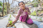 Sabitri Phuyal weeds her family's tomato plants. She and her husband Shyam Prasad depended on their vegetable farm for food and income until the 2015 earthquakes triggered a landslide that wiped out their fields and made it unsafe for them to live in their home. They lived in a temporary shelter with four other families for nine months, and couldn’t work, until Mercy Corps built a gabion wall that secured the hillside above the couple’s home. After the wall was built, Shyam and Sabitri finally felt safe enough to return and begin rebuilding their lives. They took a Mercy Corps’-facilitated vegetable farming training and received plastic sheeting to build a greenhouse, and also participated in Mercy Corps’ family dialogue training, which helps women and heads of household work to together to become stronger and more resilient. “We had lost all hope of coming back. With all that happened, we don't have enough wealth to relocate somewhere else and start a new life as well. So we got encouragement to start farming here, start making our livelihood here again,” says Shyam. “I feel happy when he asks me for my opinion,” Sabitri says. “Before he would just do it himself, and he would work in the fields himself. And I would just think, 'OK that's his job. I'll just let him do it.' But when he asks me, I feel like, 'OK, this is my responsibility too.' I feel good about it. “