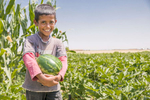 Abu Goubran's son Safouan, 12, harvests watermelon. Abu Goubran does not own land, but has significant agricultural expertise thanks to a lifetime spent working in farming. Mercy Corps connected him to a landowner who was interested in benefiting from that expertise, and provided some resources to improve the farm, including building a greenhouse. Together, they have seen yields increase dramatically. The greenhouse generates 10 times the yield of the same area of land not under a greenhouse, Abu Goubran says. The use of greenhouses is not common in this area, so they were the first to be able to grow out of season vegetables. They use organic methods, with an apiary on site to pollinate the fields. They also open the farm to do training sessions for local farmers on innovative farming techniques.Between Abu Goubran, the landowner, the various laborers who work the fields and another partner who helps with purchasing supplies the farm directly supports four families. The village is home to another 400 families who benefit indirectly from reduced prices and a broader range of foods.