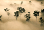 FineArt_31_Trees-In-The-Mist_Eden_-NSW