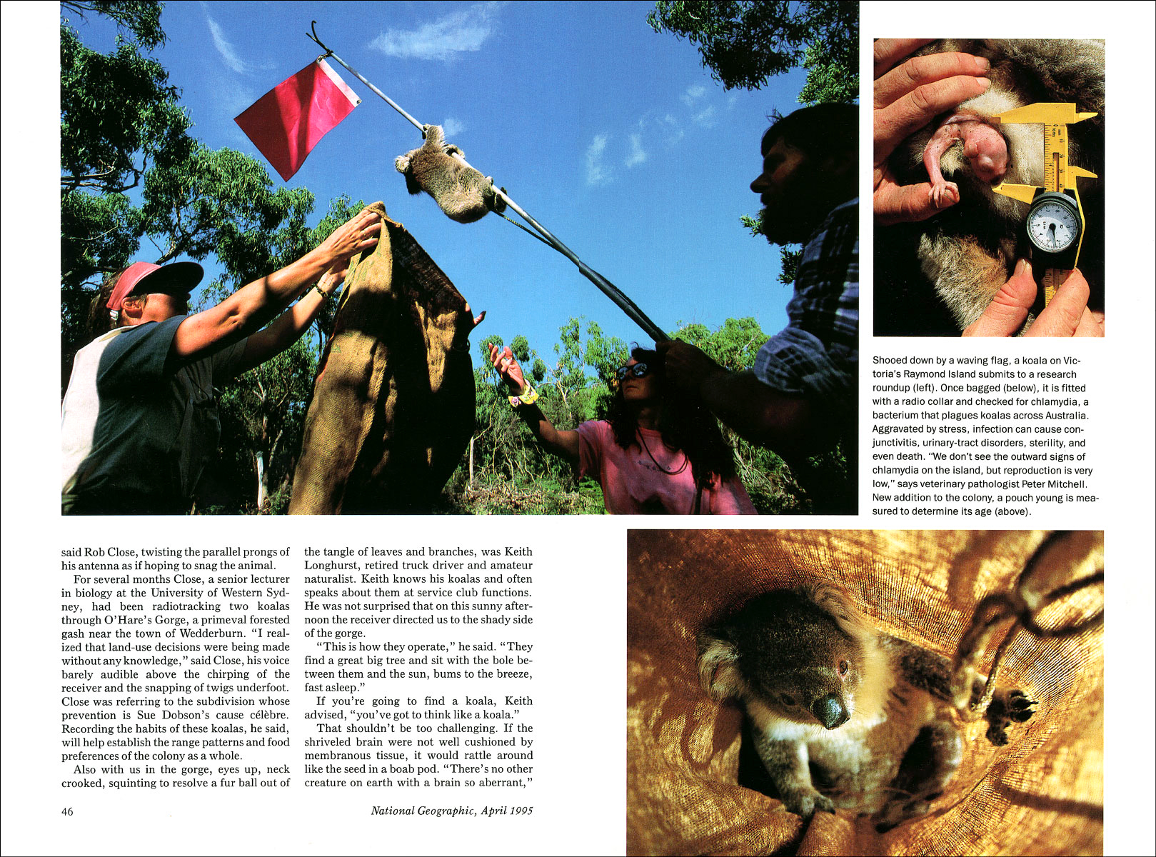 Published_Koalas_National-Geographic-Mag_05