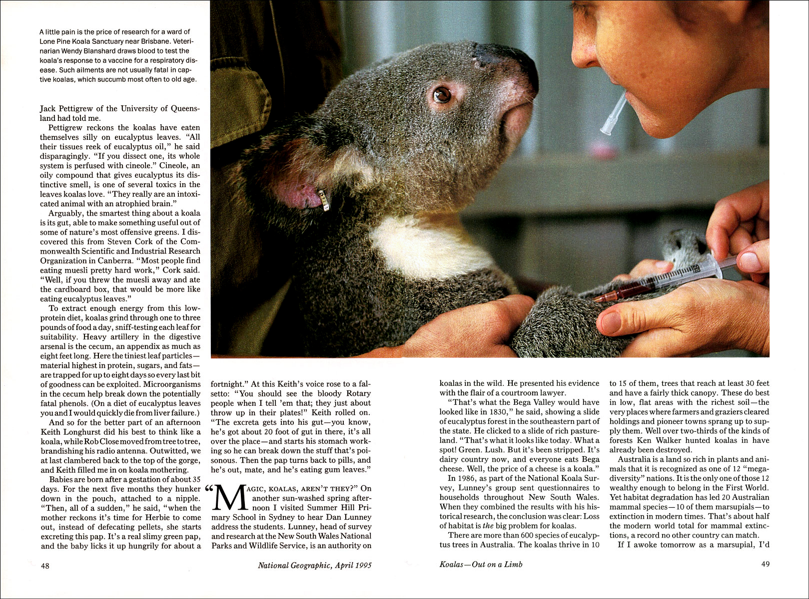 Published_Koalas_National-Geographic-Mag_06