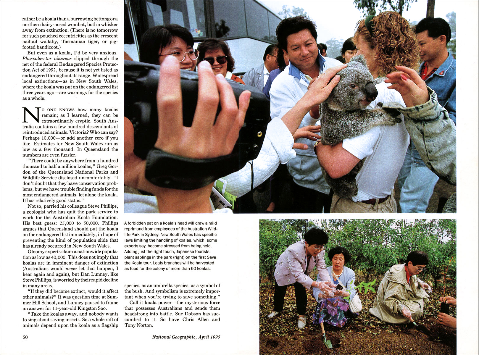 Published_Koalas_National-Geographic-Mag_07