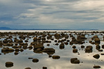 Lowtide.Stepping stones to the distant horizon.Many fossils have been foundin this prehistoric looking place.