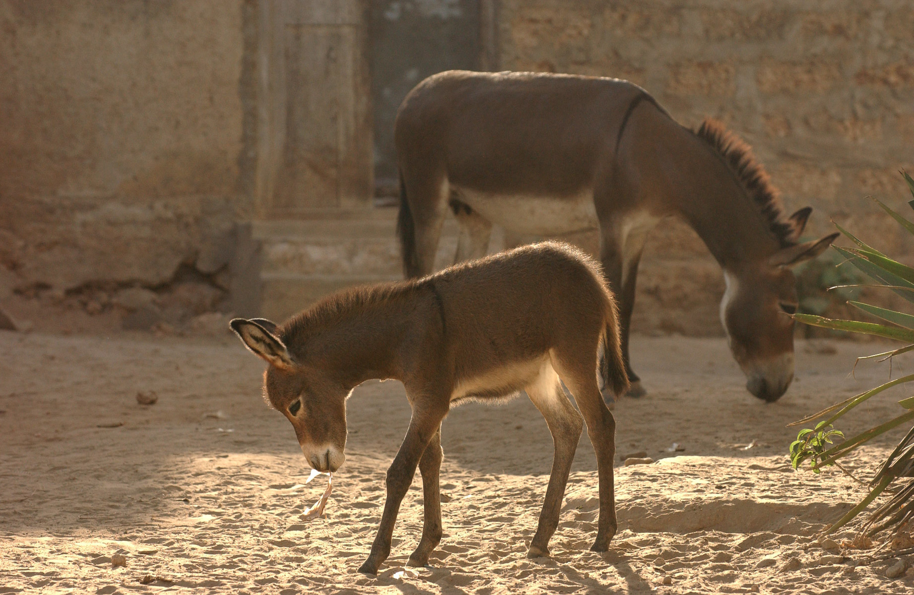Donkeys-Lamu