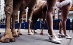 Members of The Rockettes pose with their camel cast mates on the street outside Radio City Music Hall in New York on Nov. 11, 2002, during a promotional event for the upcoming Radio City Christmas Spectacular.  