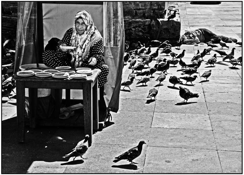 feedthebirds