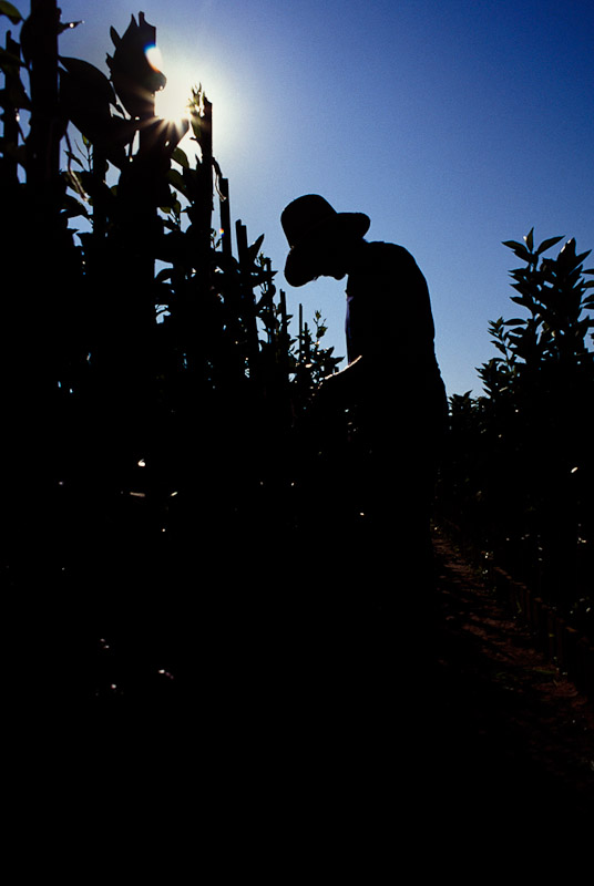 Farmer picking oranges in Araraquara Brazil.