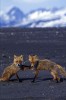 Shot on assignment for PEOPLE Magazine.Two red foxes seem to giving each other the secret handshake on a remote beach in the Katmai National Park, Alaska.