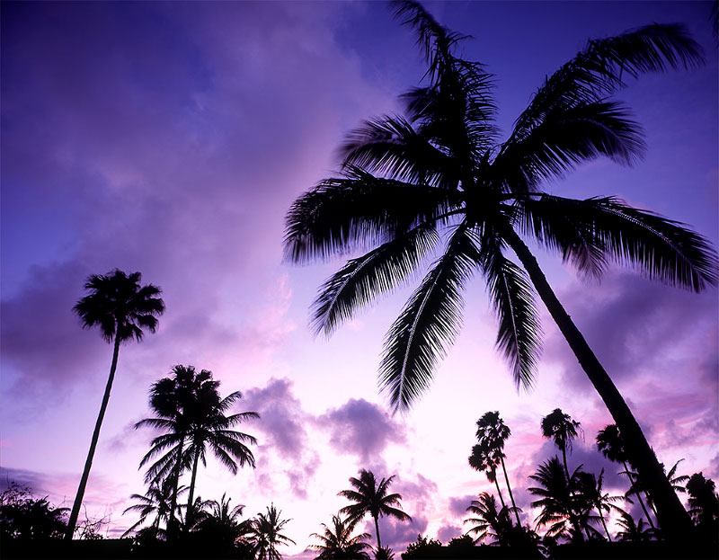 Palm trees on Molokais west shore stand in silloette against the emerging purple hues of sunset.