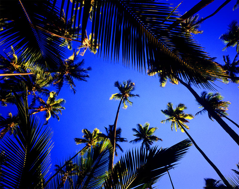 To me no other single icon says {quote}tropical paradise{quote} like the palm tree. I get the sensation of warm trade winds, sandy bare feet and a slower pace that brings a smile to my face. 