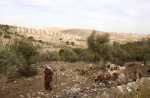 Palestinian sheperd herds his sheep and goats in the West Bank city of Bethlehem on December 27, 2005.