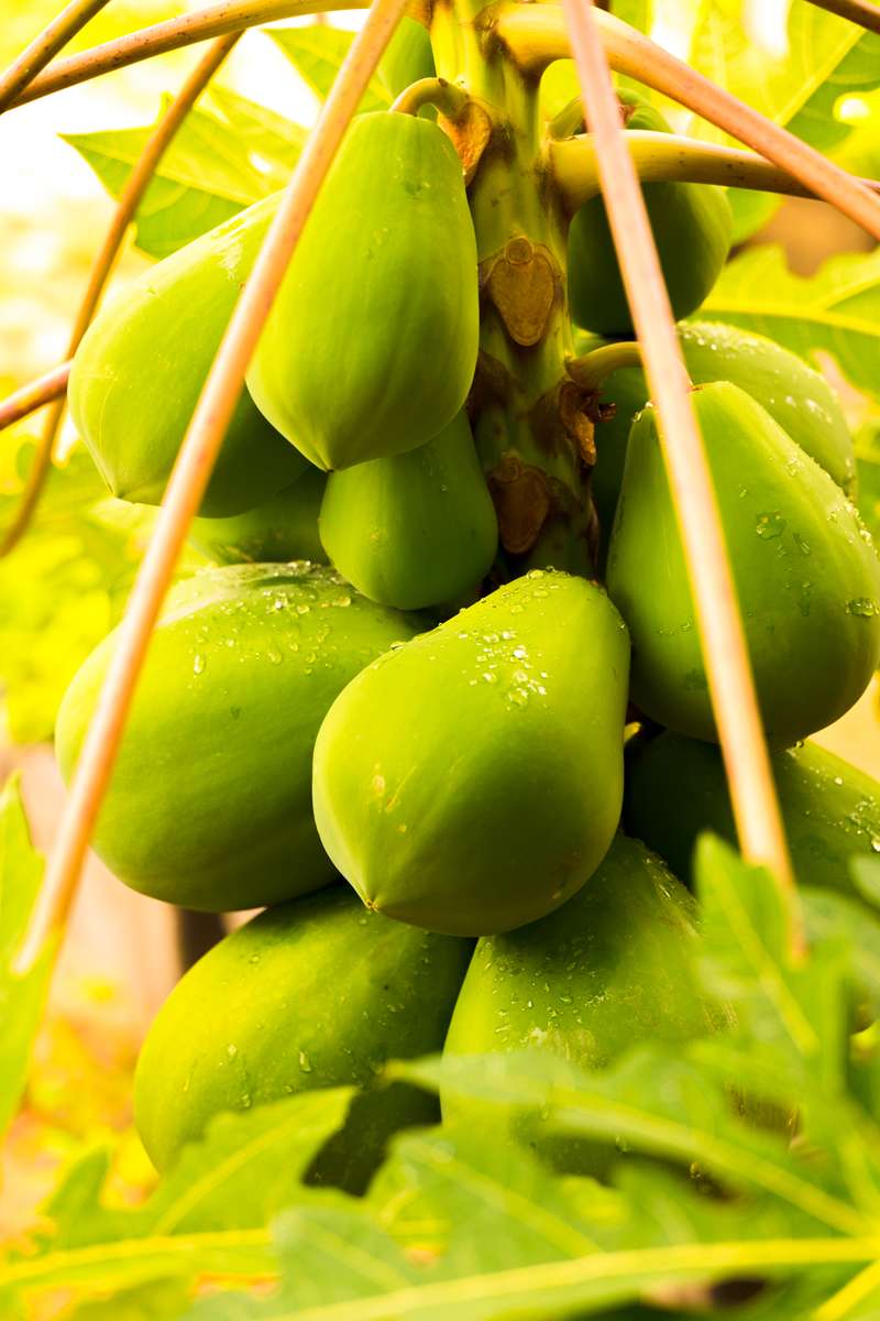 Papaya tree